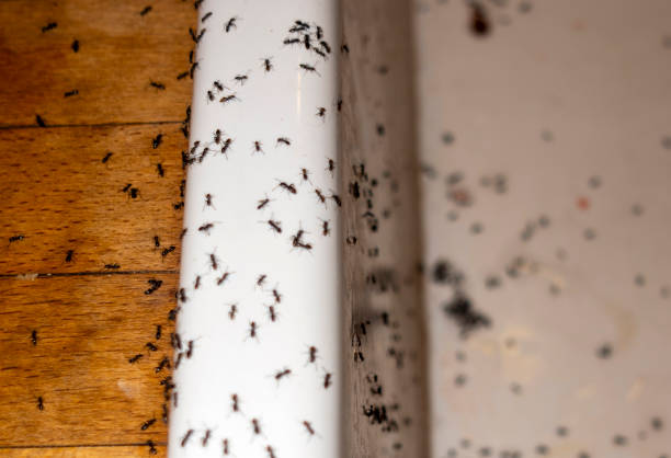 Best Exterminator Services  in Hartford, WI