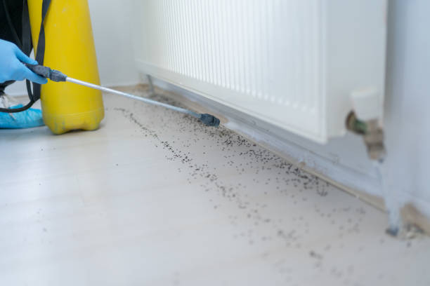 Reliable Hartford, WI Pest Control Solutions